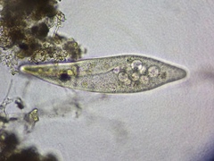 Paramecium