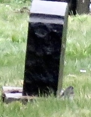 Junco hyemalis