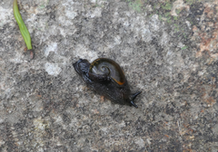 Helicarion cuvieri