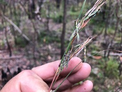 Cymbopogon refractus