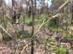 Cymbopogon refractus