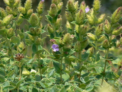 Strobilanthes sessilis