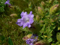 Strobilanthes sessilis