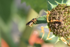 Dianthidium
