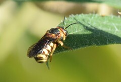 Dianthidium