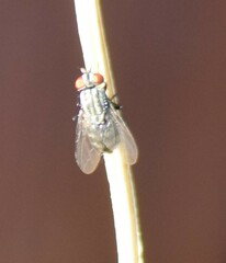Muscinae