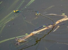 Pseudagrion aureofrons