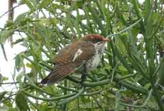 Chrysococcyx caprius