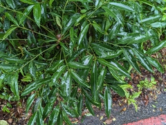 Ardisia virens