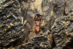 Cephalotes umbraculatus