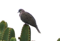 Streptopelia decipiens