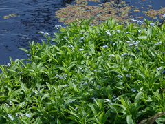 Myosotis scorpioides