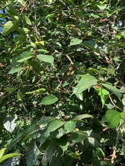 Ficus irisana