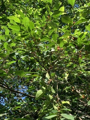 Ficus irisana