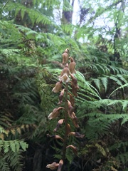 Gastrodia procera