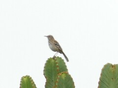 Cercotrichas hartlaubi