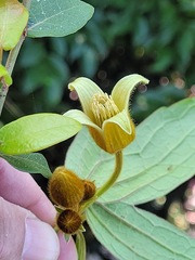 Clematis leschenaultiana