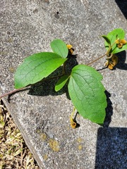 Clematis leschenaultiana
