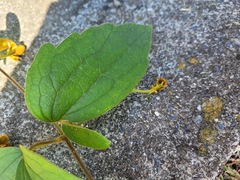 Clematis leschenaultiana