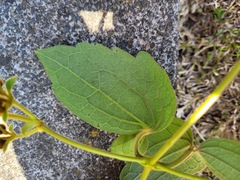 Clematis leschenaultiana