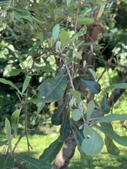 Elaeagnus oldhamii