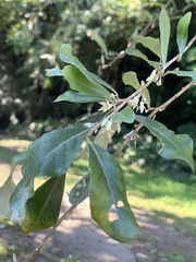 Elaeagnus oldhamii