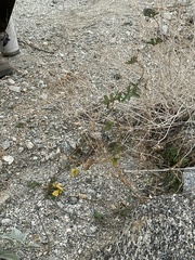 Phaseolus filiformis