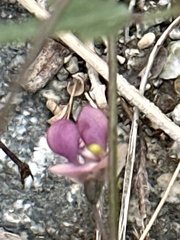 Phaseolus filiformis