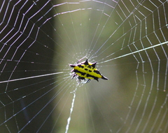 Gasteracantha rhomboidea madagascariensis