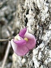 Phaseolus filiformis