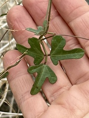 Phaseolus filiformis