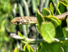 Psammophis notostictus