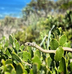 Psammophis notostictus