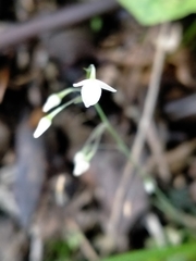 Arthropodium candidum
