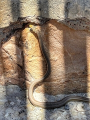 Psammophis notostictus