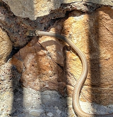 Psammophis notostictus
