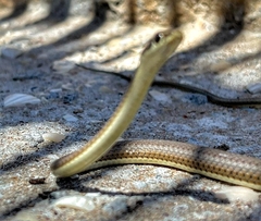 Psammophis notostictus