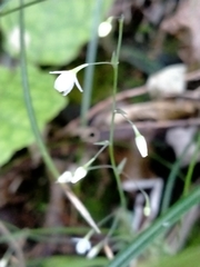Arthropodium candidum