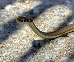 Psammophis notostictus