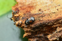 Colopterus inflatipennis