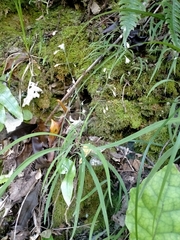 Arthropodium candidum