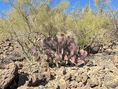 Opuntia gosseliniana