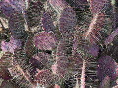 Opuntia gosseliniana