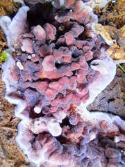 Punctularia atropurpurascens