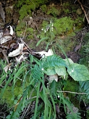 Arthropodium candidum