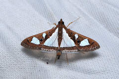 Glyphodes bivitralis