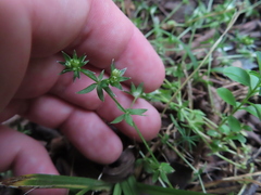 Sherardia arvensis