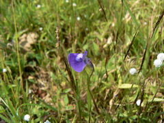 Utricularia graminifolia