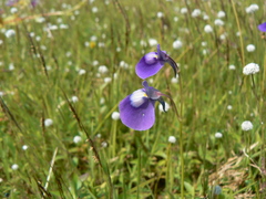 Utricularia graminifolia