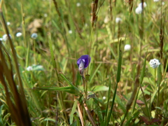 Utricularia graminifolia